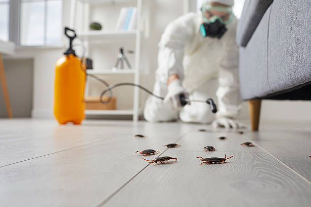 Commercial Kitchen Cockroach Control in Hartley